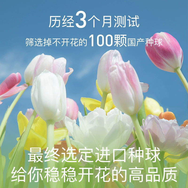 花点时间 郁金香种球鲜花种子进口种球DIY礼盒（5颗单瓣种球） 39.9元包邮 值值值-买手聚集的地方