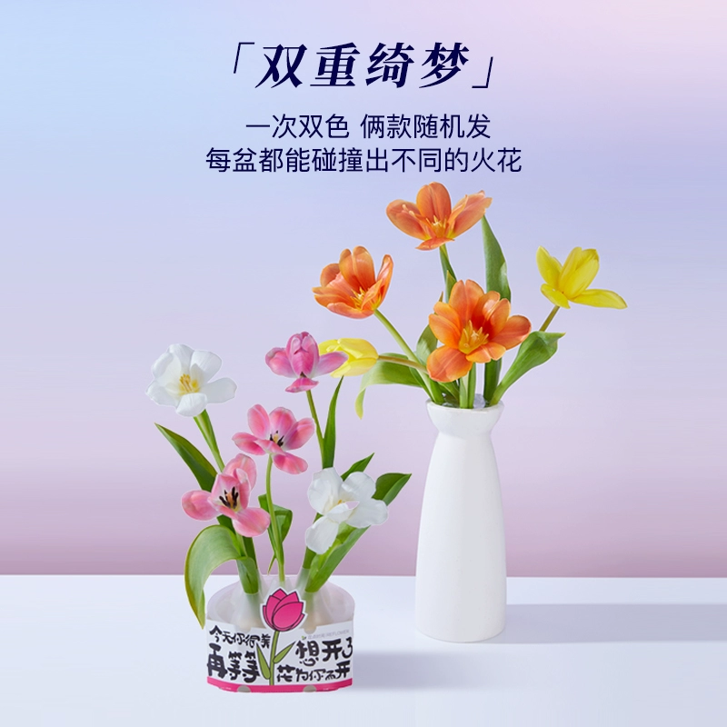 花点时间 郁金香种球鲜花种子进口种球DIY礼盒（5颗单瓣种球） 39.9元包邮 值值值-买手聚集的地方