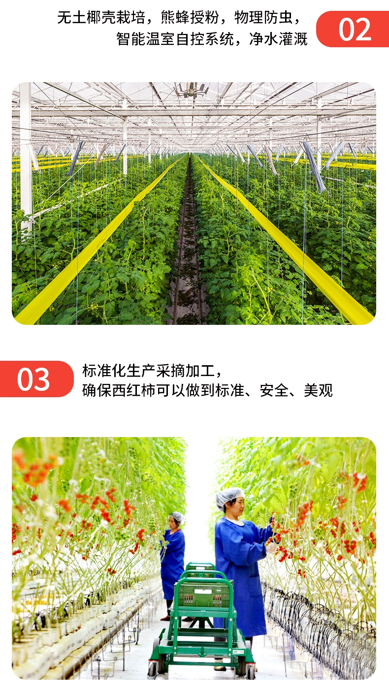 绿行者旗下，哪咤豆豆 自然熟红心番茄西红柿 5斤 新低19.9元包邮 值值值-买手聚集的地方