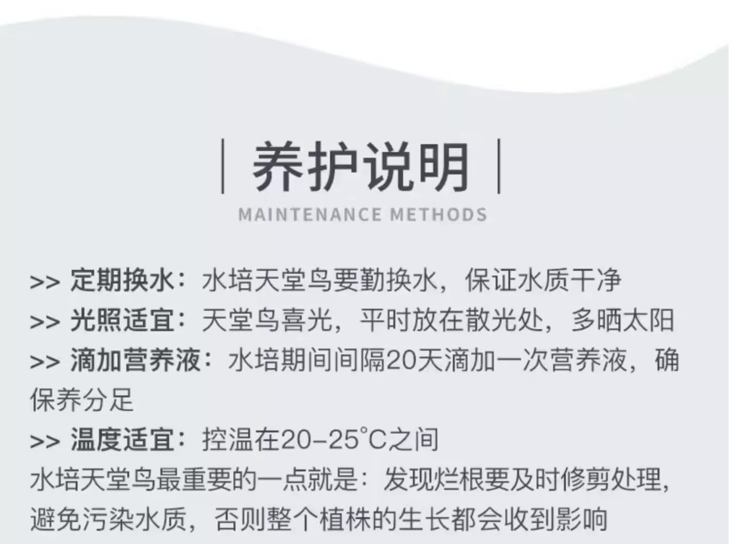 花点时间 夏天绿植水培天堂鸟/南天竹 2枝装 送花瓶+营养液 29.9元包邮 值值值-买手聚集的地方