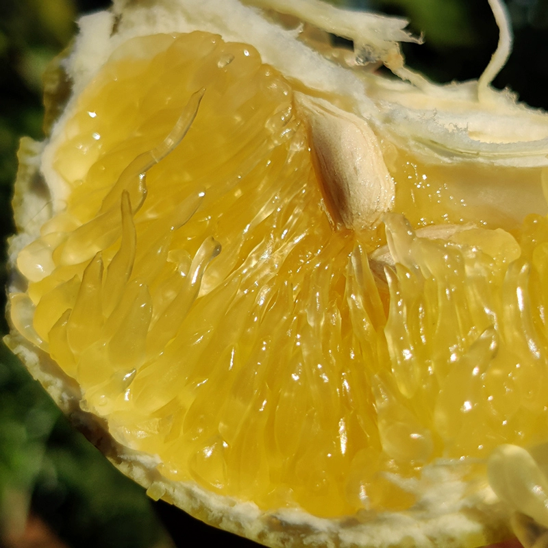 Dole 都乐 黄金爆汁葡萄柚 0.6kg/2个装 9.9元包邮（需领券） 值值值-买手聚集的地方