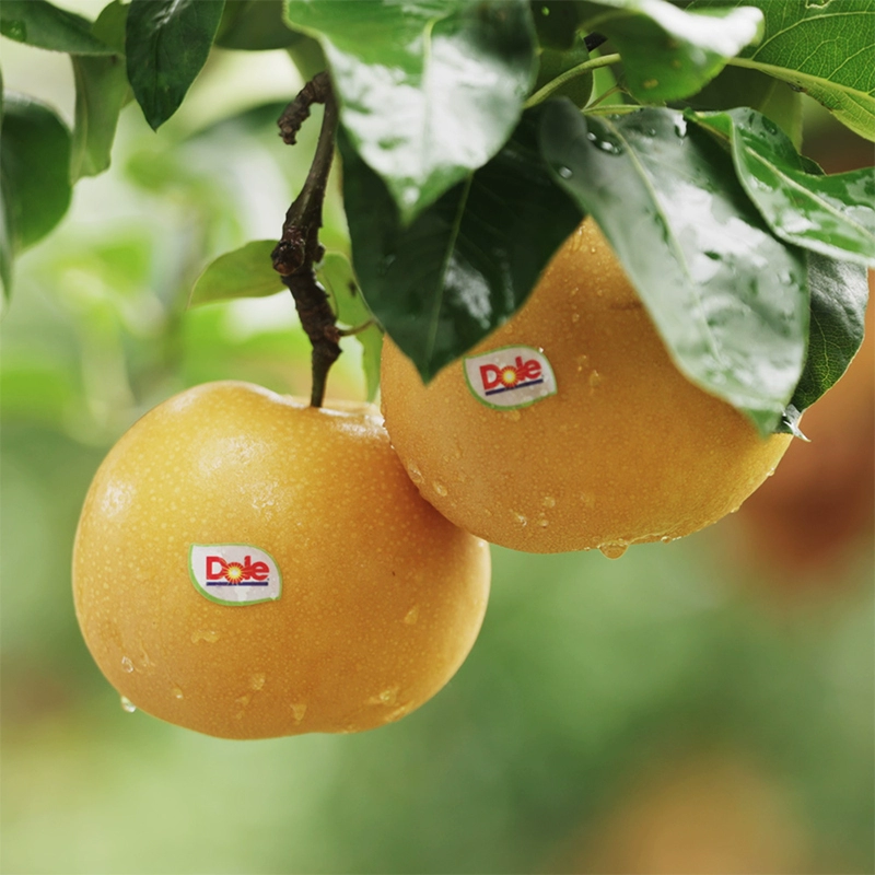 Dole 都乐 羊脂秋月梨礼盒 1.6KG 新低29.9元包邮 值值值-买手聚集的地方