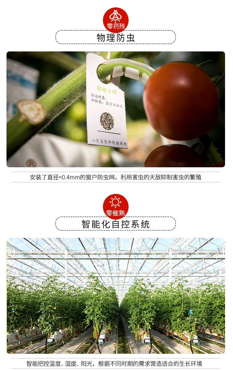 北京奥运会食材供应商，绿行者 桃太郎小粉番茄新鲜西红柿5斤 29.9元包邮（需领券） 值值值-买手聚集的地方