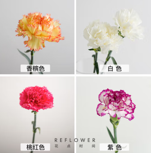 REFLOWER 花点时间 单头康乃馨 10枝鲜花 19.9元包邮 值值值-买手聚集的地方