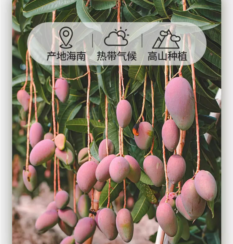 A股上市企业，宏辉果蔬 2024新果海南贵妃芒5斤（单果200g+） 34.9元包邮 值值值-买手聚集的地方