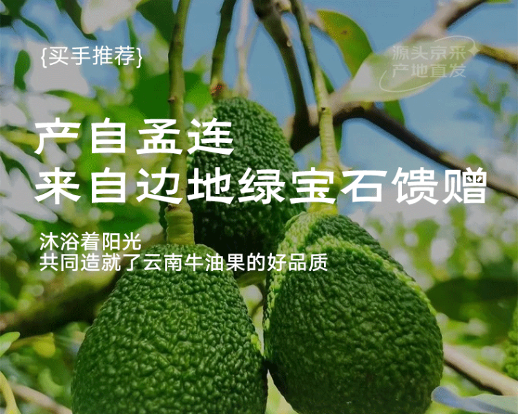 京鲜生  云南孟连牛油果 中果6粒装/单果130g+ 36.8元包邮 值值值-买手聚集的地方