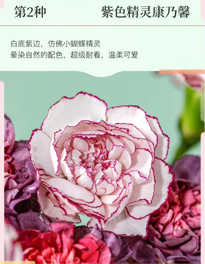 REFLOWER 花点时间 单头康乃馨20枝鲜花 赠保鲜剂 24.9元包邮（2件更低） 值值值-买手聚集的地方