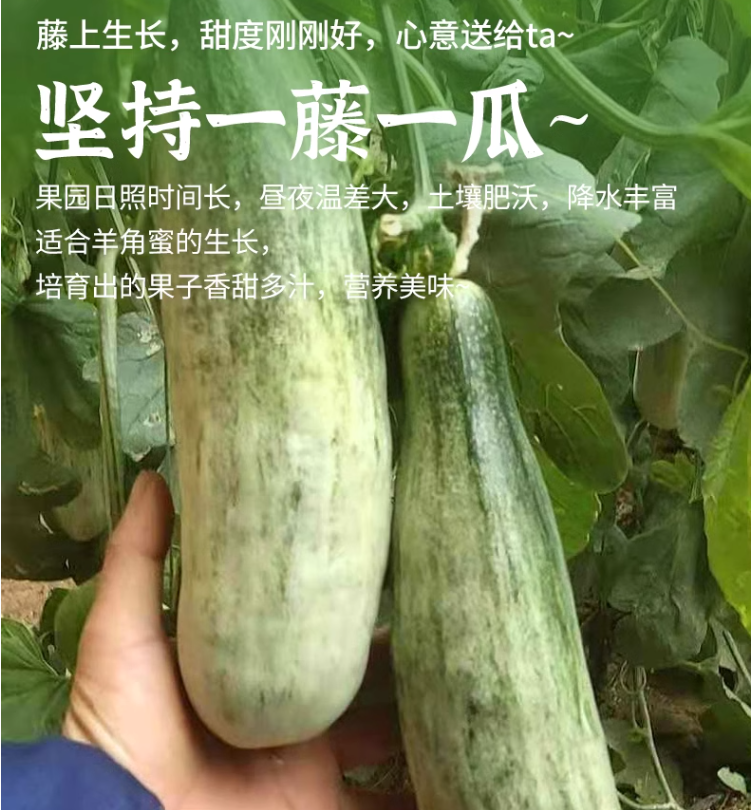 菜鸟自营品牌，挑枣儿 山东潍坊羊角蜜 3斤（单果300g+） 28.8元包邮（需领券） 值值值-买手聚集的地方