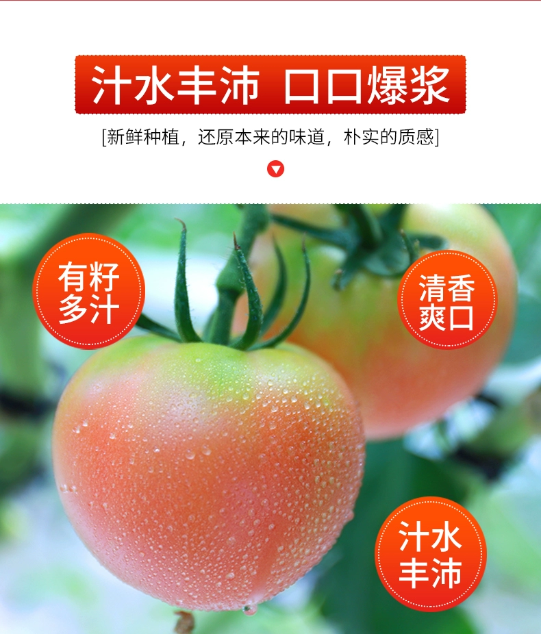 绿行者旗下，哪咤豆豆 桃太郎青粉番茄新鲜西红柿5斤 19.9元包邮（返8元猫超卡后） 值值值-买手聚集的地方