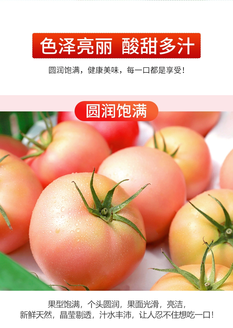 绿行者旗下，哪咤豆豆 桃太郎青粉番茄新鲜西红柿5斤 19.9元包邮（返8元猫超卡后） 值值值-买手聚集的地方