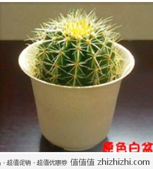 超大直径10cm仙人球掌 套装：仙人球+花盆+大肥王 天猫9.9包邮