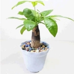桌面绿植直杆辫子发财树 淘宝网14.8包邮