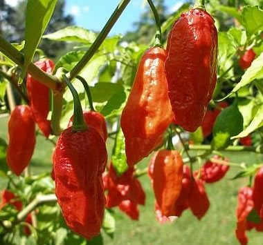 Sonoran Spice魔鬼辣椒片