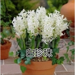荷兰风信子种球套装 天猫5.8包邮