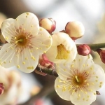 3年盆景梅花苗 天猫价格7.8包邮