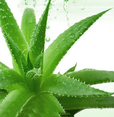 丹特牌蜂蜜芦荟茶