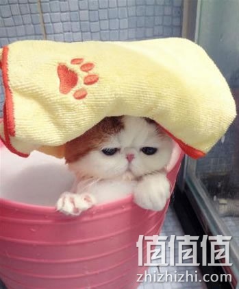 蓝血贵族全效多功能宠物浴液