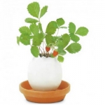 生态E园 幸运蛋植栽 飞飞商城价格