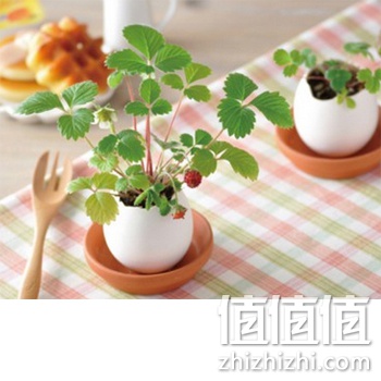 生态E园幸运蛋植栽