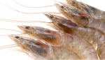 厄瓜多尔白虾 40/50 2000g 顺丰优选价格