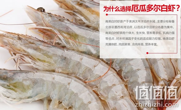 厄瓜多尔白虾40/50尾 2kg