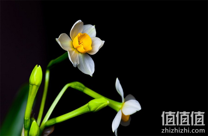 水仙花