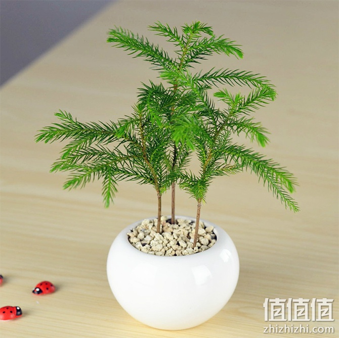 南洋杉