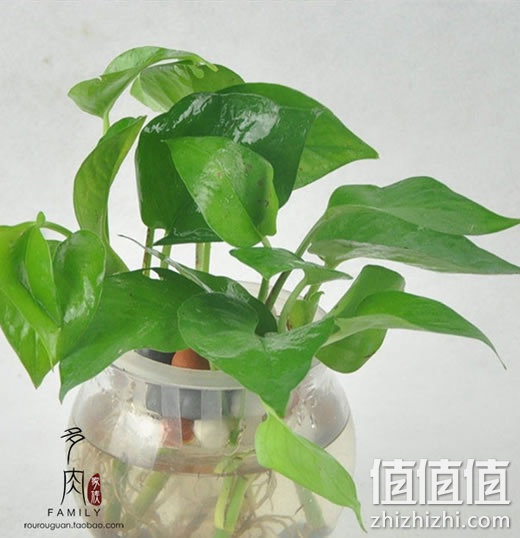 盆栽