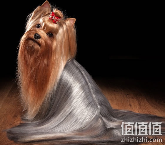 狗粮