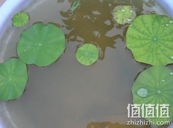 碗莲