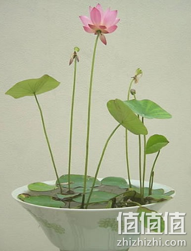 碗莲