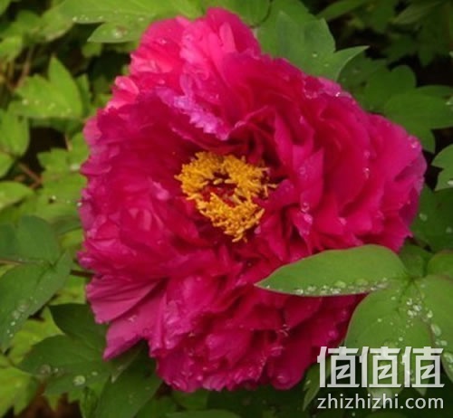 盆栽
