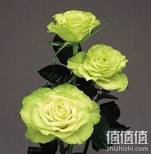 玫瑰花