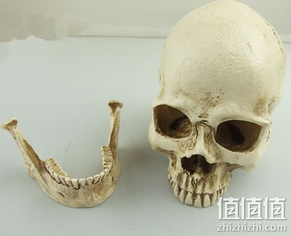 头骨模型