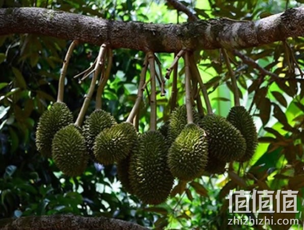榴莲干