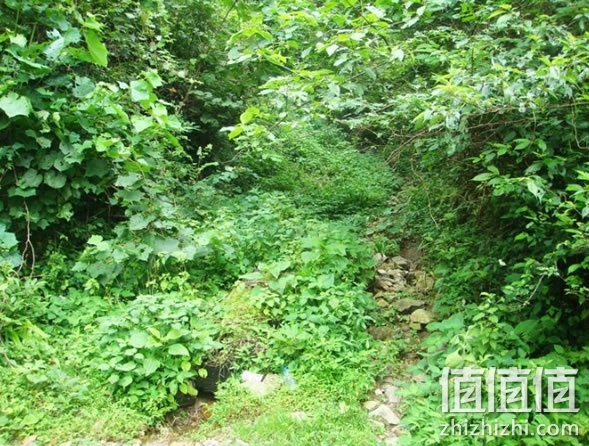 霉茶