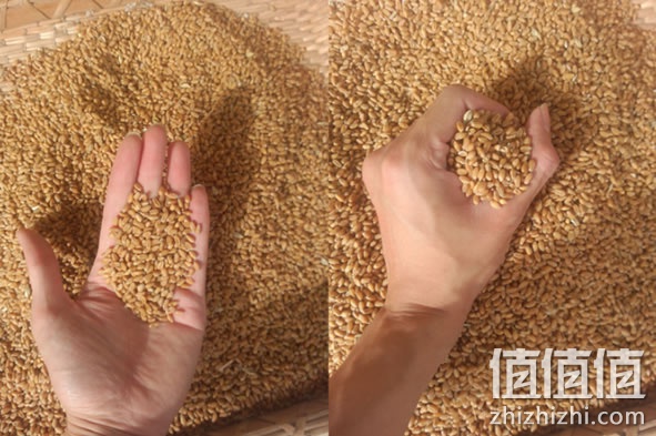 麦麸皮