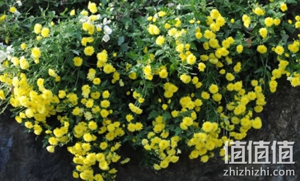 菊花茶