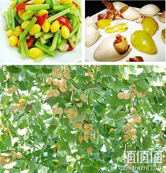 开心果