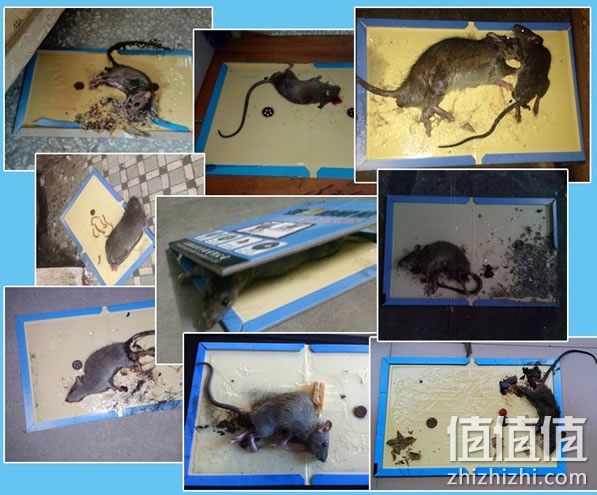 捕鼠板