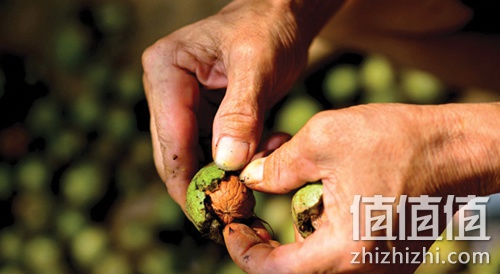 秦岭商洛山核桃