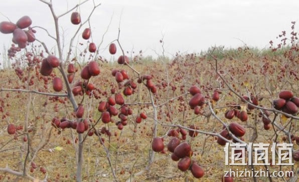 大枣