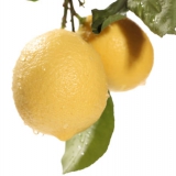 老褚 安岳现摘精选新鲜黄柠檬1kg