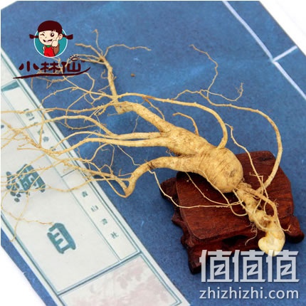 小林仙野生林下参