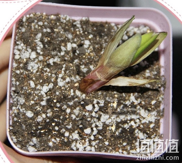 百合种球