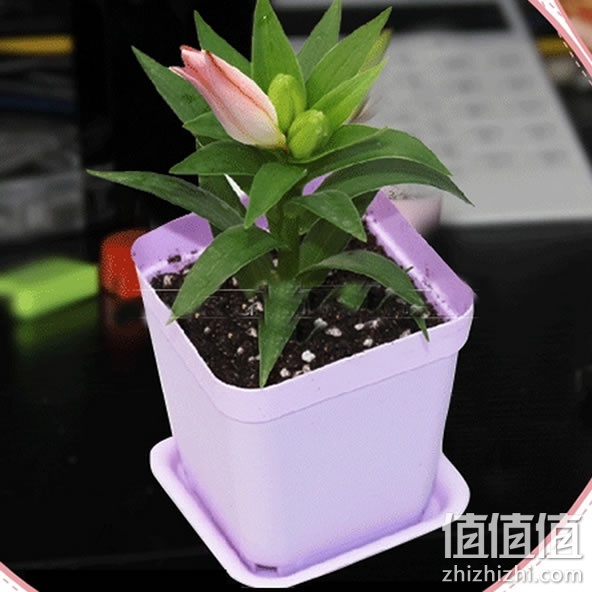 百合种球