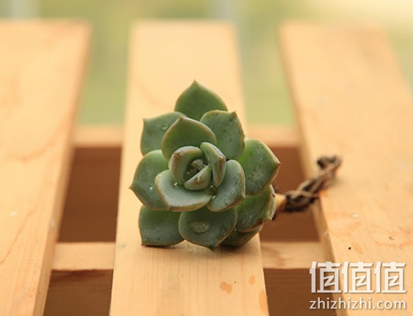 植物盆栽