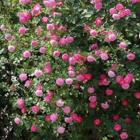 蔷薇花苗