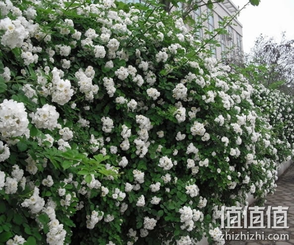 蔷薇花苗