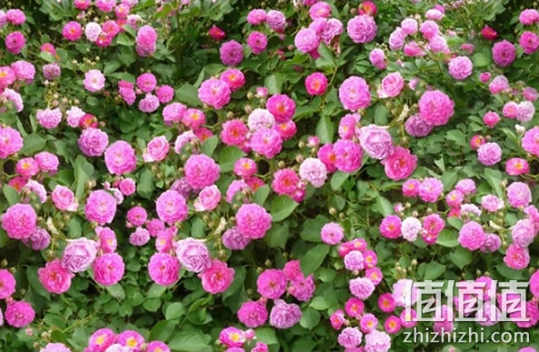 蔷薇花苗